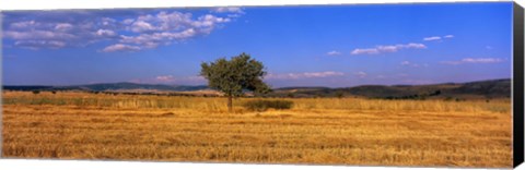 Framed Wheat Field Central Anatolia Turkey Print