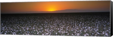 Framed Cotton crops in a field, San Joaquin Valley, California, USA Print