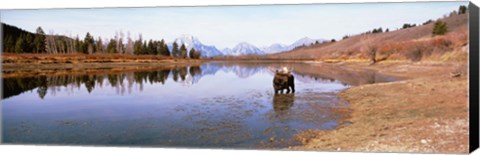 Framed Bull Moose Grand Teton National Park WY USA Print