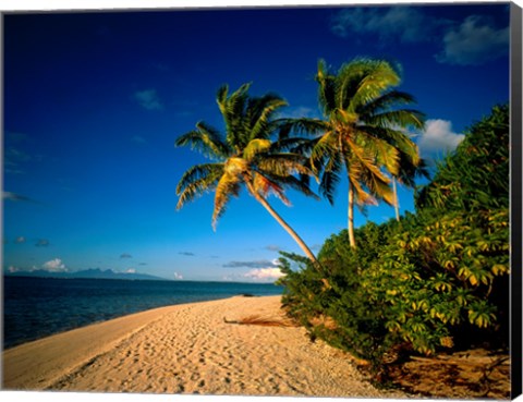 Framed Palm trees and beach, Tahiti French Polynesia Print