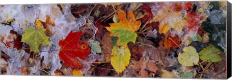 Framed Frost on leaves, Vermont, USA Print