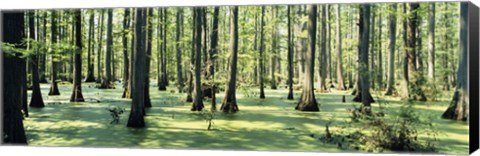 Framed Cypress trees in a forest, Shawnee National Forest, Illinois, USA Print