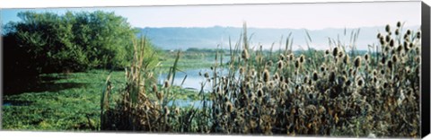 Framed Plants in a marsh, Arcata Marsh, Arcata, Humboldt County, California, USA Print