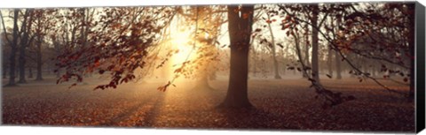 Framed Beech Trees Uppland Sweden Print