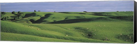 Framed Sheep grazing, Southland New Zealand Print