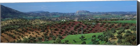 Framed Olive Groves Andalucia Spain Print