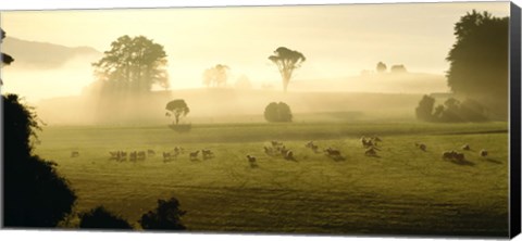 Framed Farmland &amp; Sheep Southland New Zealand Print