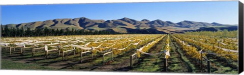 Framed Vineyards N Canterbury New Zealand Print