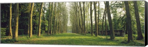 Framed Trees Versailles France Print