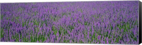 Framed Field Of Lavender, Hokkaido, Japan Print