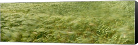 Framed Grain Field In Wind, (Near Lorelei,) Germany Print