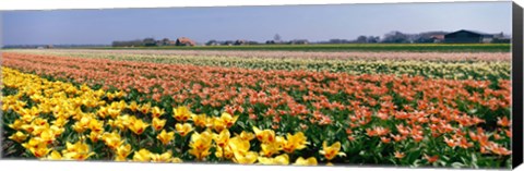Framed Field Of Flowers, Egmond, Netherlands Print