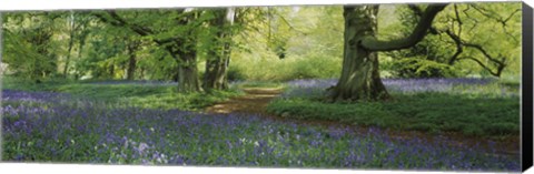 Framed Bluebells in a forest, Thorp Perrow Arboretum, North Yorkshire, England Print