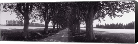 Framed Road Through Trees, Provence, France Print