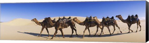 Framed Camels walking in the desert Print