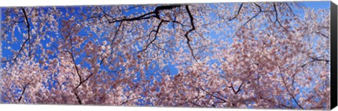 Framed Low angle view of cherry blossom trees, Washington State, USA Print
