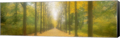 Framed Path Schwetzingen Germany Print