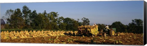 Framed Two people harvesting tobacco, Winchester, Kentucky, USA Print