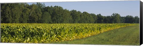 Framed Crop of tobacco in a field, Winchester, Kentucky, USA Print