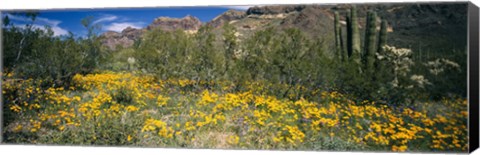 Framed Flowers in a field, Organ Pipe Cactus National Monument, Arizona, USA Print