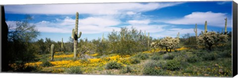Framed Poppies and cactus on a landscape, Organ Pipe Cactus National Monument, Arizona, USA Print