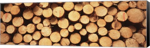 Framed Marked Wood In A Timber Industry, Black Forest, Germany Print