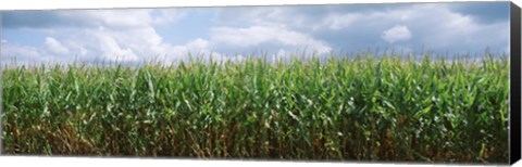 Framed Clouds over a corn field, Christian County, Illinois, USA Print