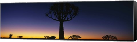 Framed Africa, Namibia, Kokerboom Preserve, Quiver Tree Print