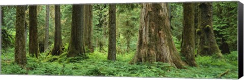 Framed Trees in a rainforest, Hoh Rainforest, Olympic National Park, Washington State, USA Print