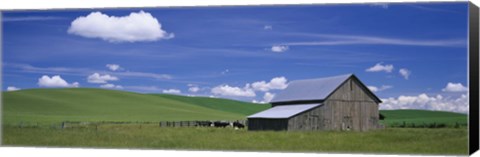 Framed Cows and a barn in a wheat field, Washington State, USA Print