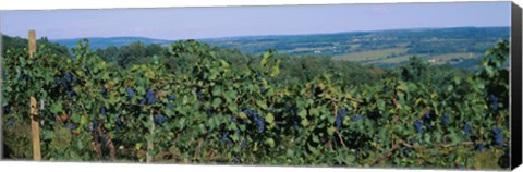 Framed Bunch of grapes in a vineyard, Finger Lakes region, New York State, USA Print