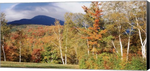 Framed Trees on a field in front of a mountain, Mount Washington, White Mountain National Forest, Bartlett, New Hampshire, USA Print