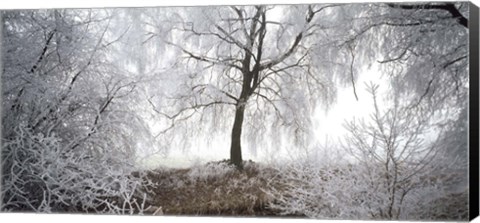 Framed Birch trees covered with snow, Switzerland Print