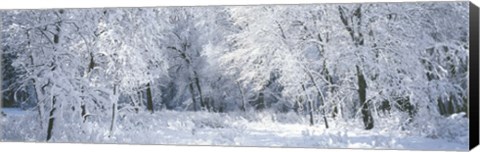 Framed Winter, Forest, Yosemite National Park, California, USA Print