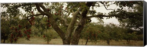 Framed Apple trees in an orchard, Sebastopol, Sonoma County, California, USA Print