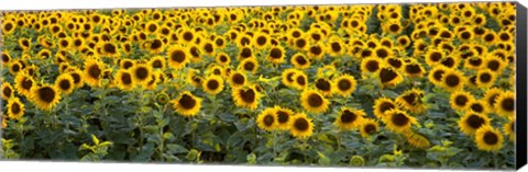 Framed Sunflowers (Helianthus annuus) in a field, Bouches-Du-Rhone, Provence, France Print