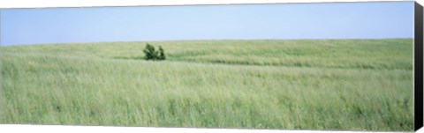 Framed Grass on a field, Prairie Grass, Iowa, USA Print