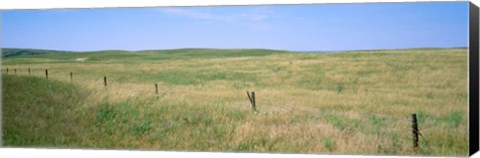 Framed Grass on a field, Cherry County, Nebraska, USA Print