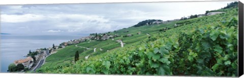 Framed Vineyard on a hillside in front of a lake, Lake Geneva, Rivaz, Vaud, Switzerland Print