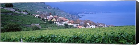 Framed Vineyards, Rivaz, Switzerland Print