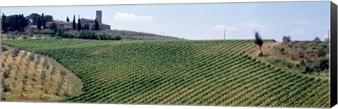 Framed Vineyards and Olive Grove outside San Gimignano Tuscany Italy Print