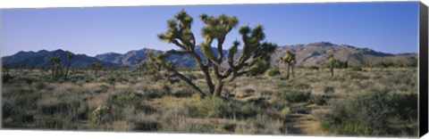 Framed Joshua trees on a landscape, Joshua Tree National Monument, California, USA Print