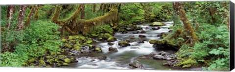 Framed Creek Olympic National Park WA USA Print