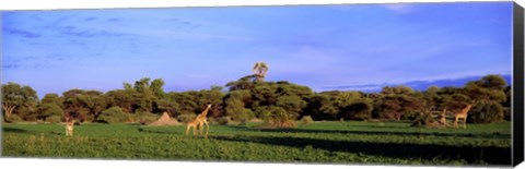 Framed Giraffes in a field, Moremi Wildlife Reserve, Botswana, South Africa Print