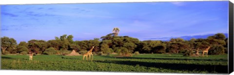 Framed Giraffes in a field, Moremi Wildlife Reserve, Botswana, South Africa Print