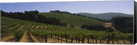 Framed Vineyard on a landscape, Napa Valley, California, USA Print