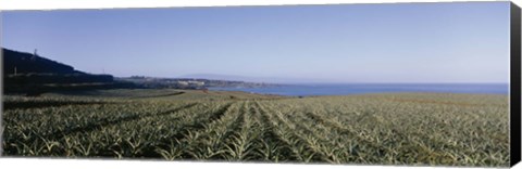 Framed Pineapple field on a landscape, Kapalua, Maui, Hawaii, USA Print