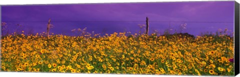 Framed Field Coreopsis Flowers, Texas, USA Print