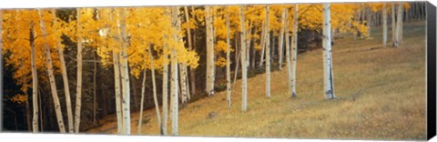 Framed Aspen trees in a field, Ouray County, Colorado, USA Print