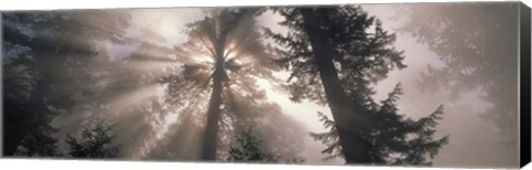 Framed Trees Redwood National Park, California, USA Print